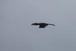Oriental Pied Hornbill in flight