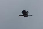 Oriental Pied Hornbill in flight [kalimantan_0455]