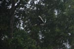 Oriental Pied Hornbill in flight [kalimantan_0456]