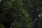 Oriental Pied Hornbill in flight [kalimantan_0457]
