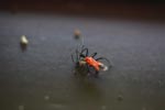 Red and black weevil eating a spider