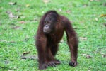 Young Orangutan walking on its knuckles