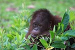 Orphaned Orangutan in Central Kalimantan [kalimantan_0471]