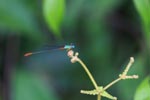 Red, green, and turquoise damselfly [kalimantan_0472]