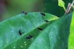 Parasite on a rainforest leaf