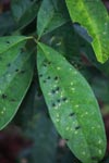 Parasite on a rainforest leaf [kalimantan_0479]