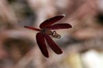 Red grasshawk dragonfly [kalimantan_0482]