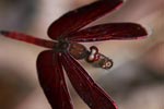 Red grasshawk dragonfly [kalimantan_0483]