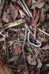 Dead snake in Central Kalimantan