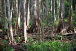 Forest degraded by baby orangutans