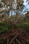 Forest damaged by palm oil orphaned orangutans