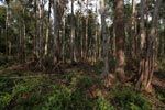 Forest degraded by palm oil orphaned orangutans [kalimantan_0500]