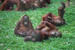 Orphaned Orangutans playing