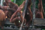 Orphaned Orangutans playing [kalimantan_0510]