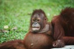 Orphaned Orangutan in Central Kalimantan [kalimantan_0511]