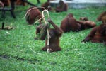 Bayi Orangutan Bermain dengan Cabang