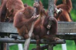 Two young orangutans gossip on a play structure
