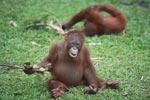 Two young orangutans play with sticks