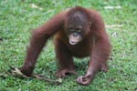 Young Orangutan playing with branch