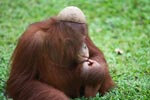 Orangutan dengan topi kelapa