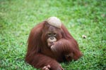 Orangutan with a coconut hat [kalimantan_0525]