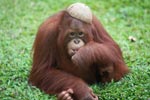 Orangutan with a coconut hat