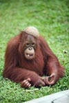 Orangutan with a coconut hat and leaf in mouth