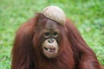 Orangutan dengan topi kelapa dan daun di mulut