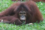 Orangutan eating a stick