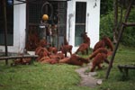 Orphaned Orangutans playing [kalimantan_0541]