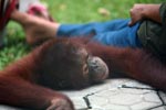 Orphaned Orangutan in Central Kalimantan [kalimantan_0546]