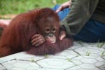Orphaned Orangutan in Central Kalimantan [kalimantan_0547]