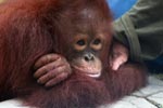 Orphaned Orangutan in Central Kalimantan
