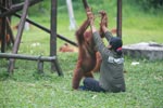 Researcher helps Orangutan exercise