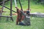 Researcher helps Orangutan exercise [kalimantan_0551]