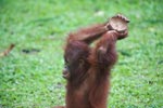 Orangutan playing with coconut