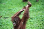Orangutan bermain dengan kelapa