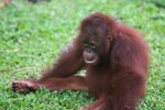 Small Orangutan contemplates life [kalimantan_0556]