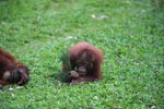 Young Orangutan playing with branch [kalimantan_0557]