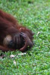 Orangutan hides face in coconut