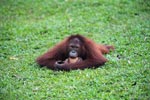 Small Orangutan knawing on a coconut shell
