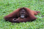 Close Up: Small Orangutan knawing on a coconut shell