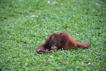 Small Orangutan contemplates life