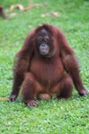 Orangutan Sitting On A Coconut [kalimantan_0563]