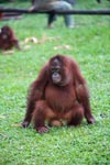 Orangutan Sitting On A Coconut