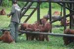Young Orangutans learning to using tools