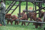 Young Orangutans learning to using tools [kalimantan_0568]