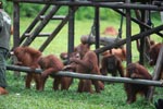 Young Orangutans learning to using tools [kalimantan_0569]