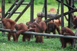 Young Orangutans learning to using tools [kalimantan_0570]