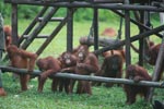 Young Orangutans learning to using tools [kalimantan_0572]